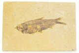 Detailed Fossil Fish (Knightia) - Wyoming #373706-1
